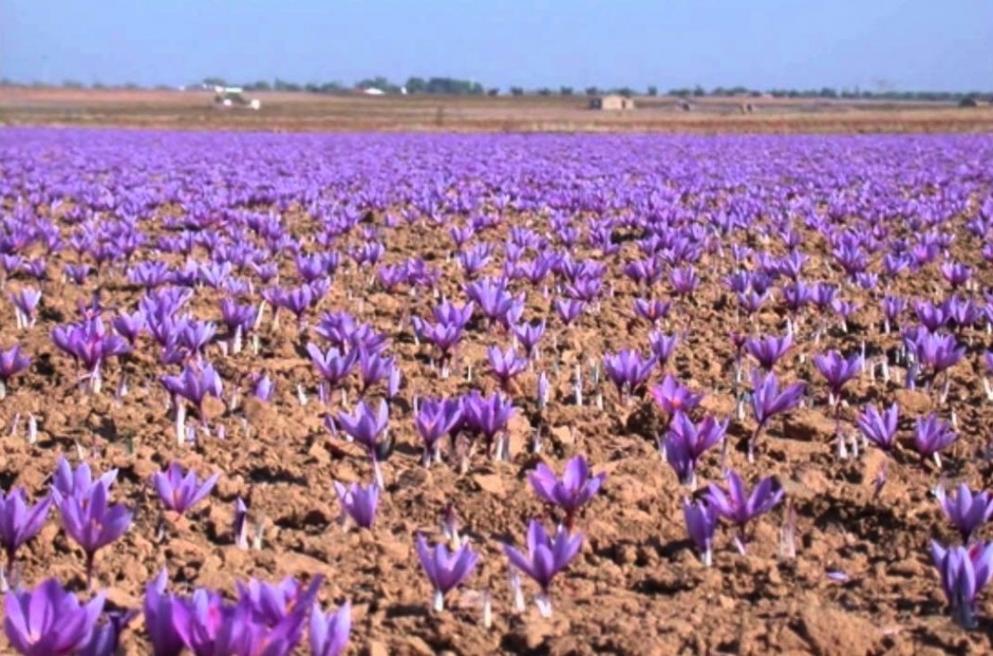 La falta de lluvia y las altas temperaturas merman la rosa del azafrán