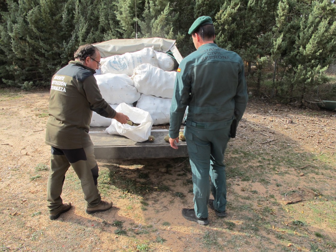 Sorprendidas cinco personas en la Fuente Cerrada de Teruel con 500 kilos de piñas recolectadas sin permiso