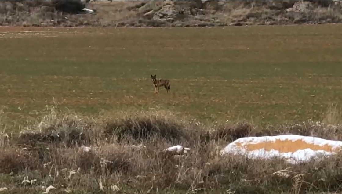 El animal que ha atacado en el Bajo Aragón Histórico: una loba ibérica solitaria que busca alimento en los corrales de ganado