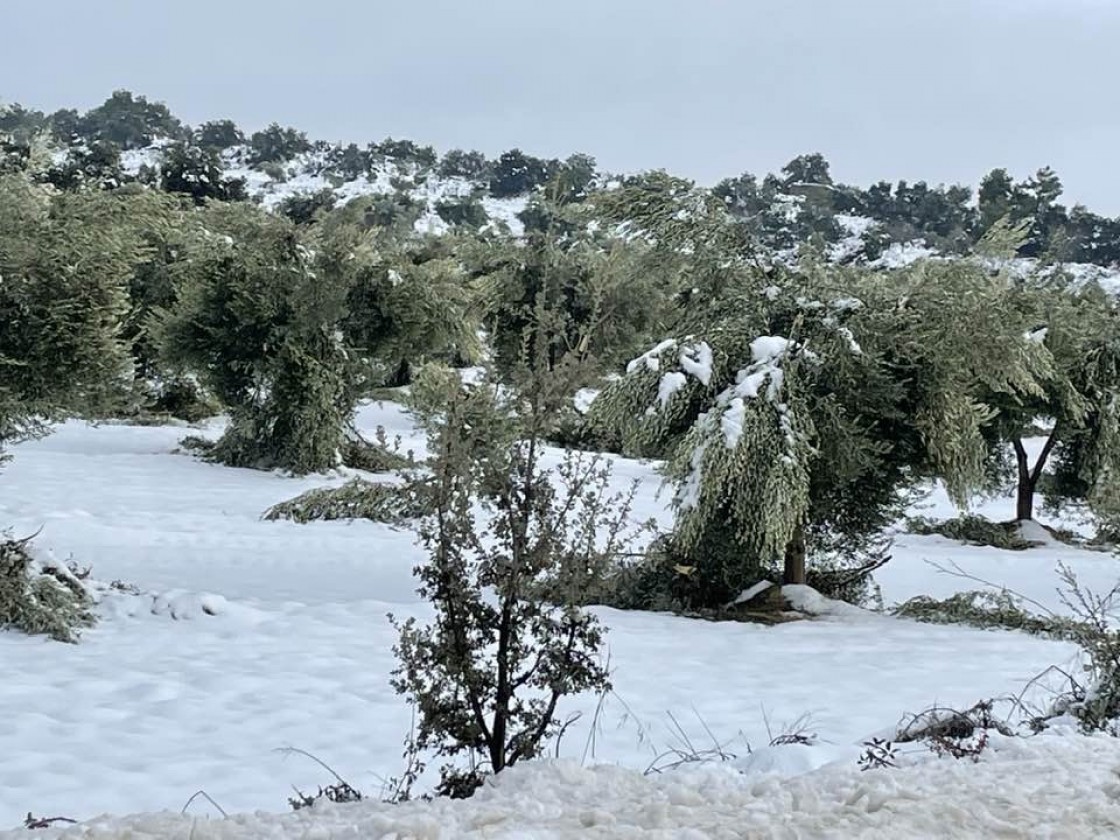 El peso de la nieve vuelve a provocar graves daños en las plantaciones de olivar joven