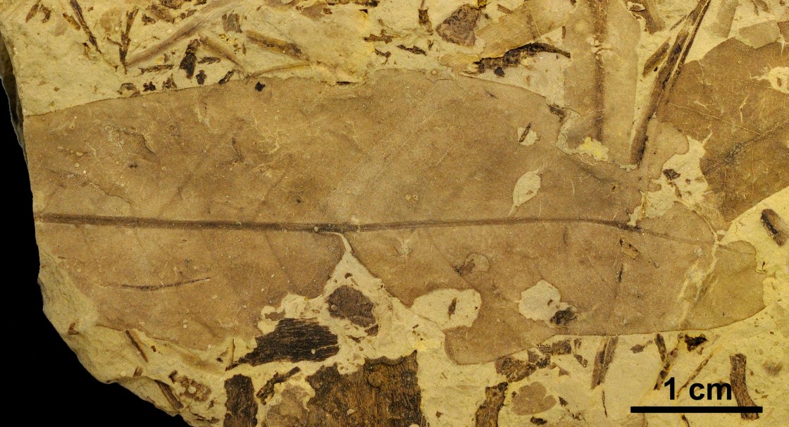 Fósiles de plantas en Estercuel revelan la diversidad de insectos en el Cretácico