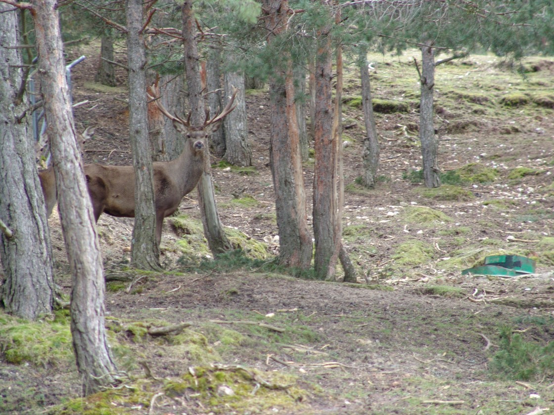 El Gobierno de Aragón mejora las compensaciones por la Reserva de Montes Universales y la de Masías de Ejulve