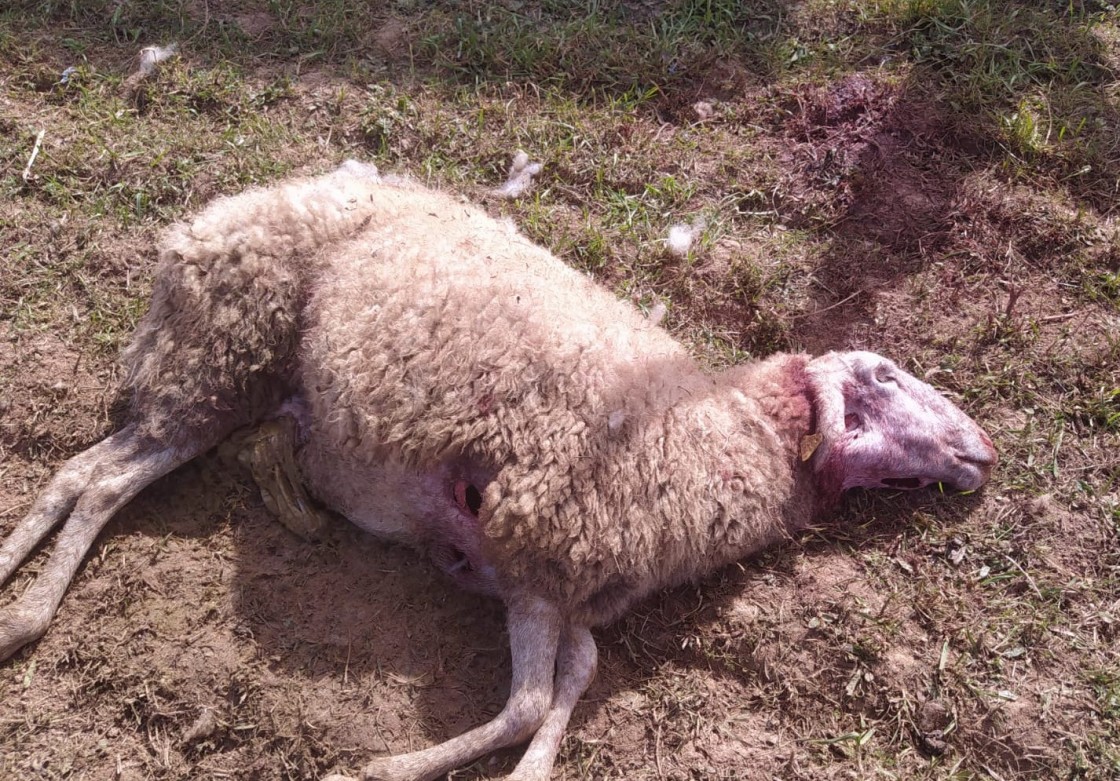 La loba ataca de nuevo, mata a 15 ovejas en Valmuel y hiere a más de 20