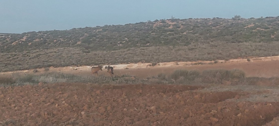 Sospechan que el lobo atropellado recientemente en la carretera N-232 podría ser el avistado en Monegros