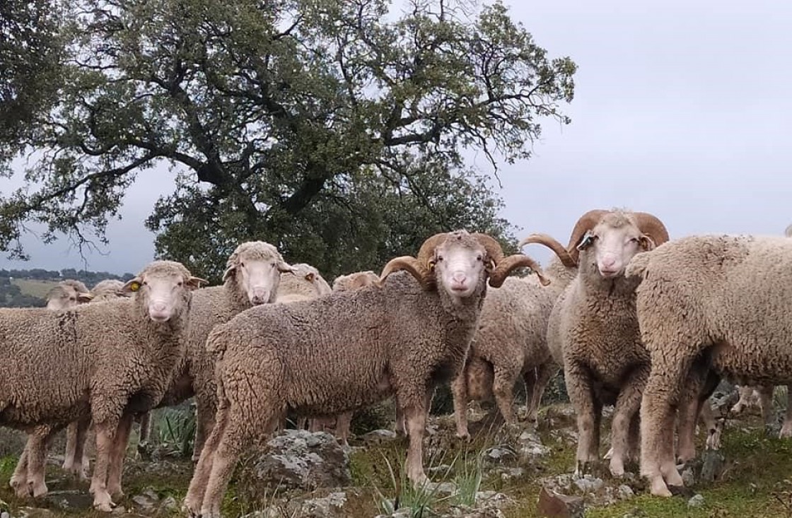 La Diputación de Teruel renueva su apoyo a las razas y productos autóctonos de la provincia