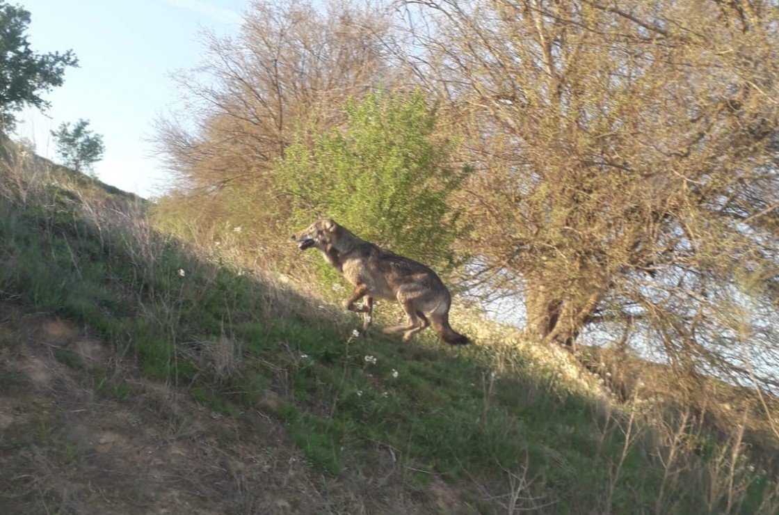Una cámara de fototrampeo capta a un nuevo lobo en Híjar que acompaña a la loba ya identificada