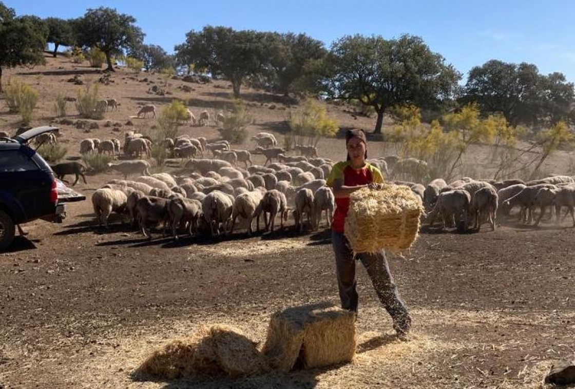 La viruela ovina impide el regreso a Teruel de 8.000 ovejas desde tierras de Castilla-La Mancha