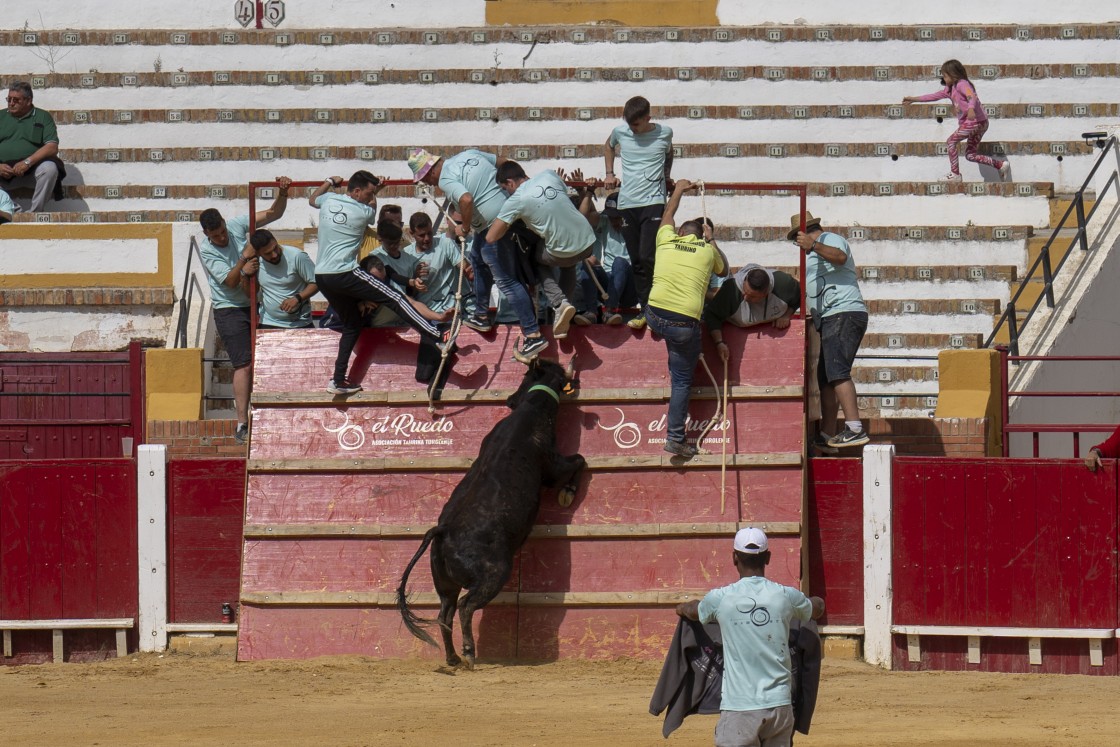 La ganadería de Germán Vidal se impone  a las otras cinco en el desafío de El Ruedo