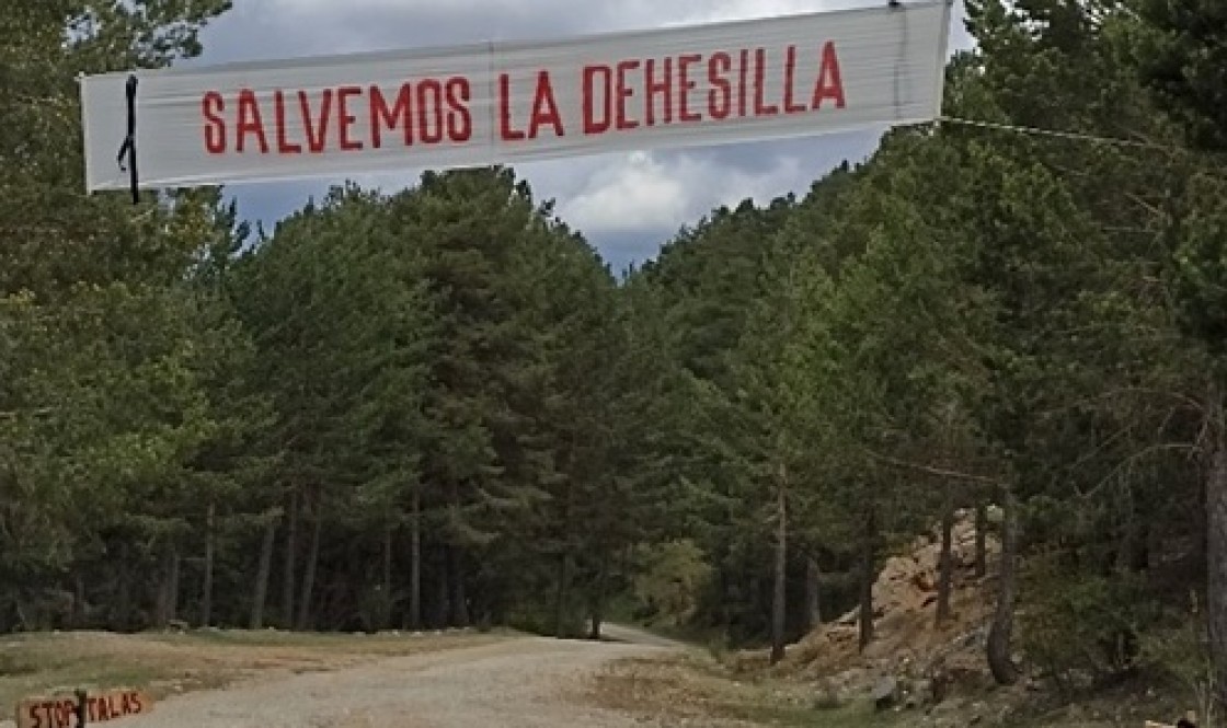 Teruel Existe y Partido Popular en Griegos y Guadalaviar exigen el cese de la tala de pinos