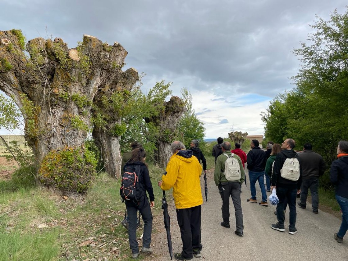 Los retos de la gestión forestal de los chopos cabeceros se analiza con un curso de la UVT