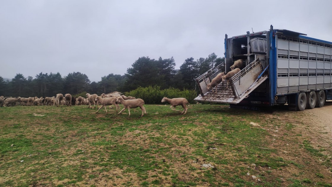 Ultiman un protocolo que permitirá a los ganaderos trashumantes regresar a Teruel pese a la viruela