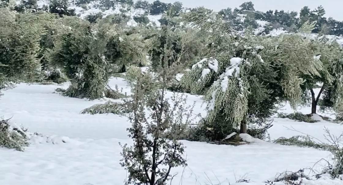 Agricultura aprueba la bonificación para afectados por heladas en el olivar y el almendro