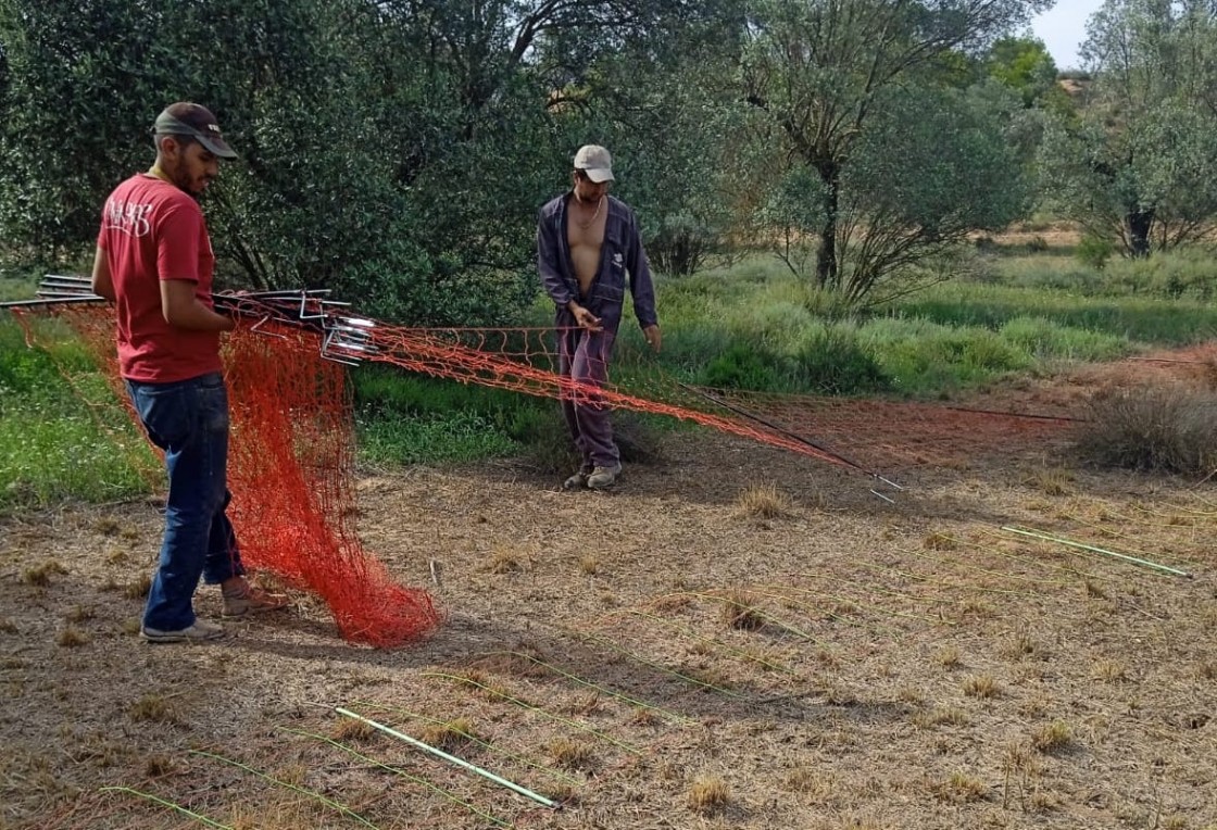 Un nuevo ataque contra un rebaño, esta vez en Samper, termina con16 animales muertos