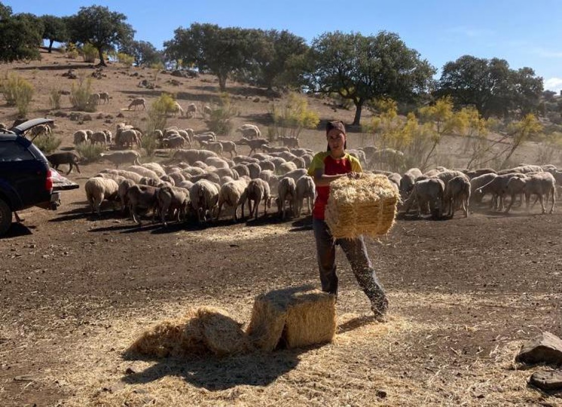 Un protocolo antiviruela permitirá regresar  a Teruel a las ovejas que están en La Mancha