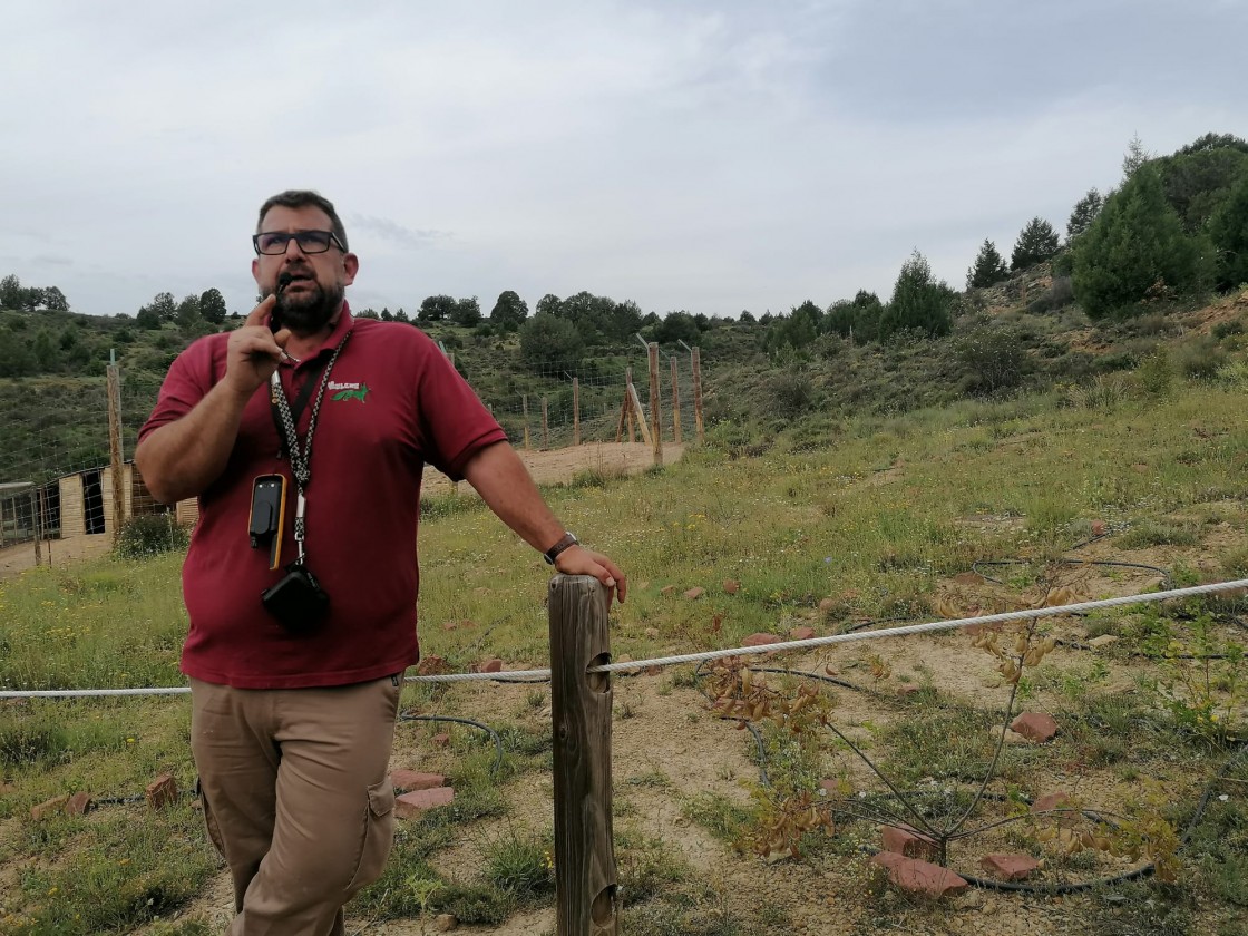 La Maleza intenta recuperar el espantalobos, una planta vital para una pequeña mariposa