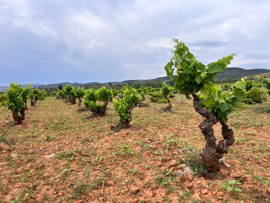 Las recuperación de las viñas y bodegas del Jiloca, en los programas europeos