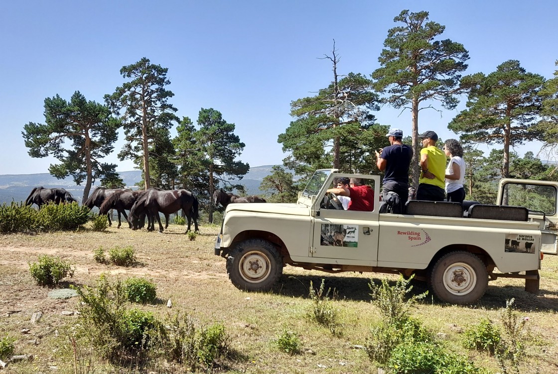 Un safari por la naturaleza en vehículos 4x4 muestra vacas prehistóricas en su ambiente