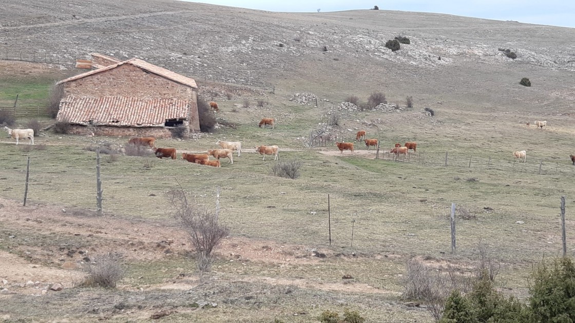 Enfermedad Hemorrágica Epizoótica: preocupación en el Maestrazgo por el alto nivel de contagio del ganado