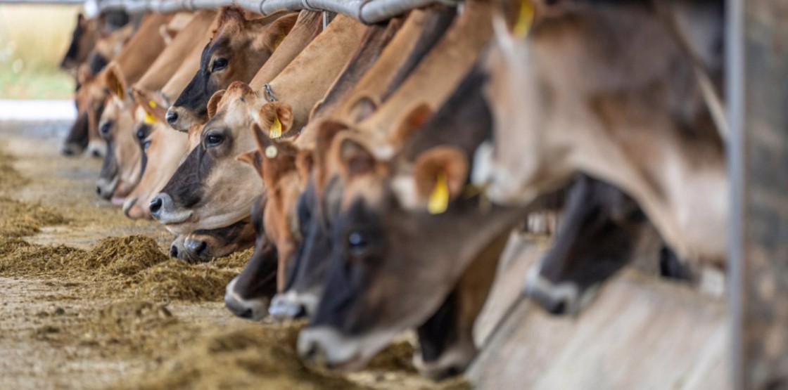 Agricultura insta al Gobierno de España a habilitar un protocolo de actuación ante la Enfermedad Hemorrágica Epizoótica