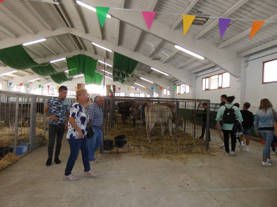 La subasta de ganado de Cantavieja demuestra el compromiso del sector  por la mejora genética