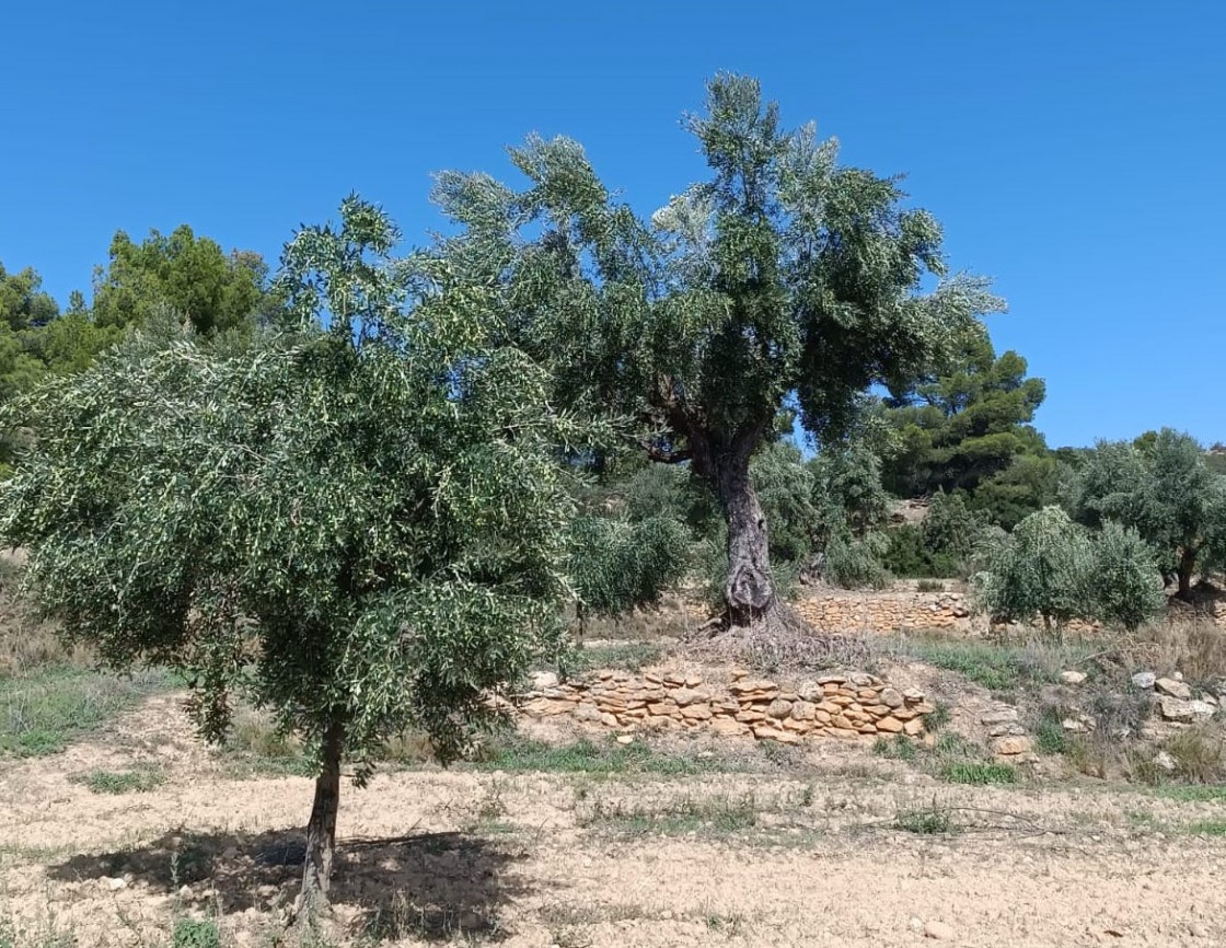 La DO Aceite del Bajo Aragón cifra en un 30 % la reducción de la cosecha respecto a un año normal