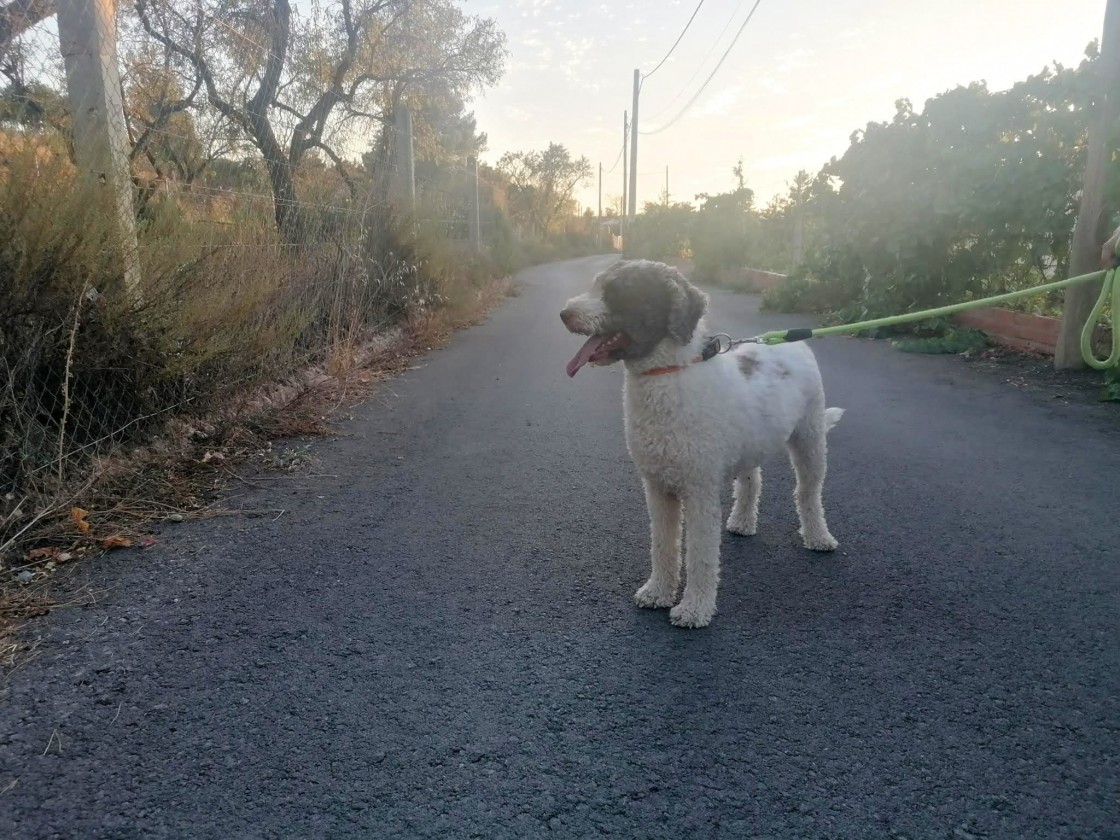 El Círculo de Recreo Turolense y la protectora Amigo Mío informan sobre la Ley de Bienestar Animal