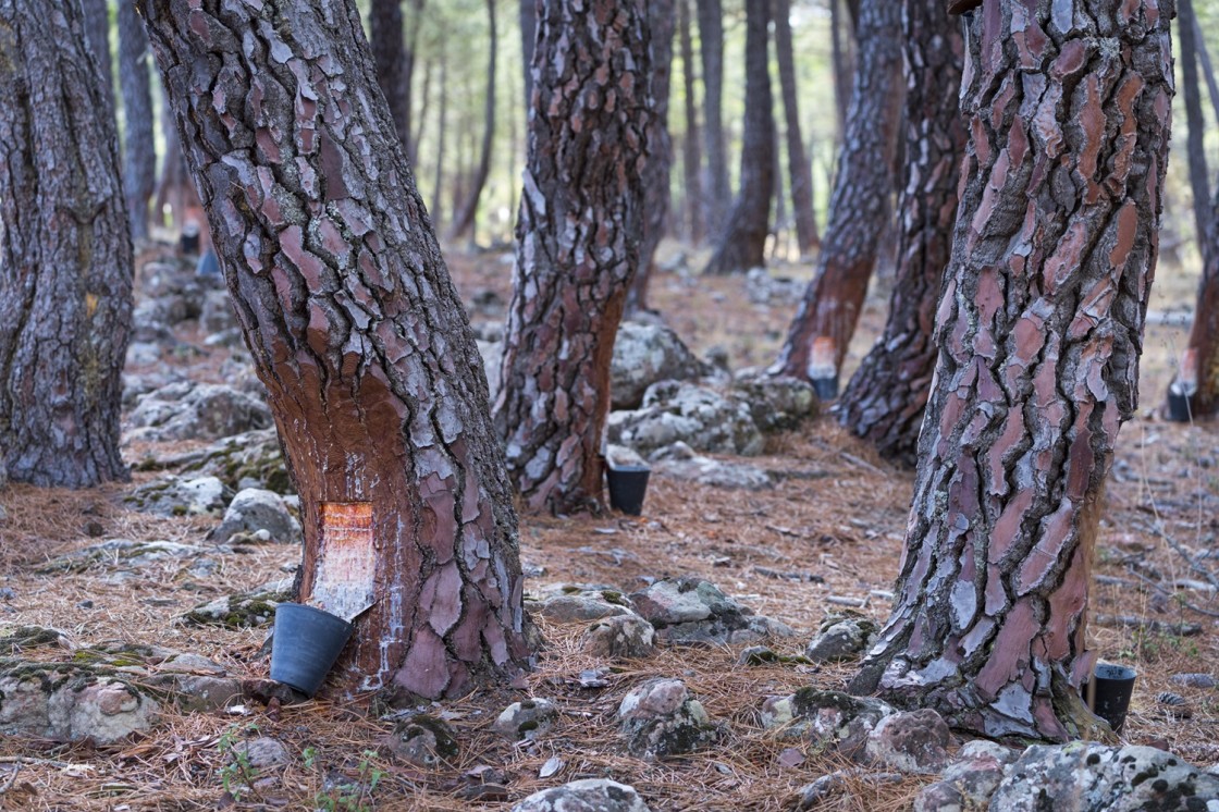 Rewilding Spain ofrece a los pueblos apoyo técnico a la gestión forestal