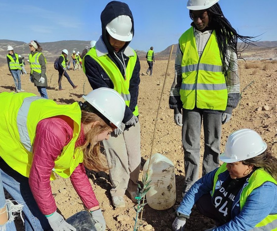 Un grupo de estudiantes norteamericanos planta más de 200 olivos en la mina Beatriz de Oliete