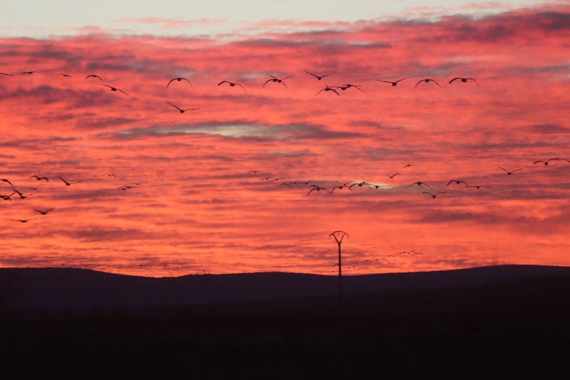 La llegada creciente de las grullas a la laguna de Gallocanta atrae en la misma medida a turistas