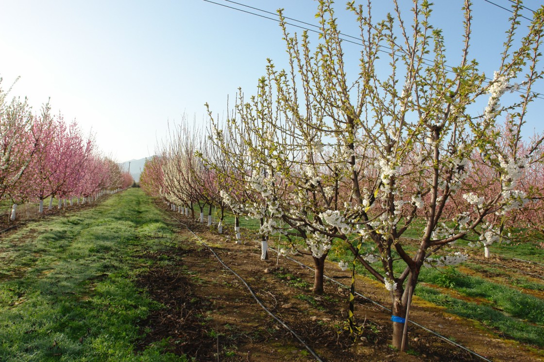 Agricultura deroga la ley de arranque de frutales por el virus del Sharka-m en Mazaleón y Maella