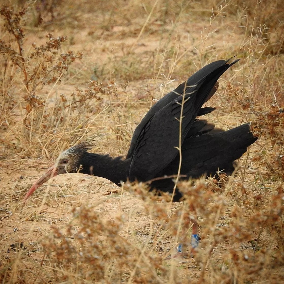 El Seprona y los APNs estrechan el cerco sobre el autor de la muerte de una hembra de ibis eremita del norte