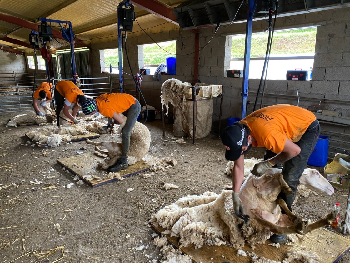 El ovino compensa la subida de los costes de producción gracias al precio y las ayudas