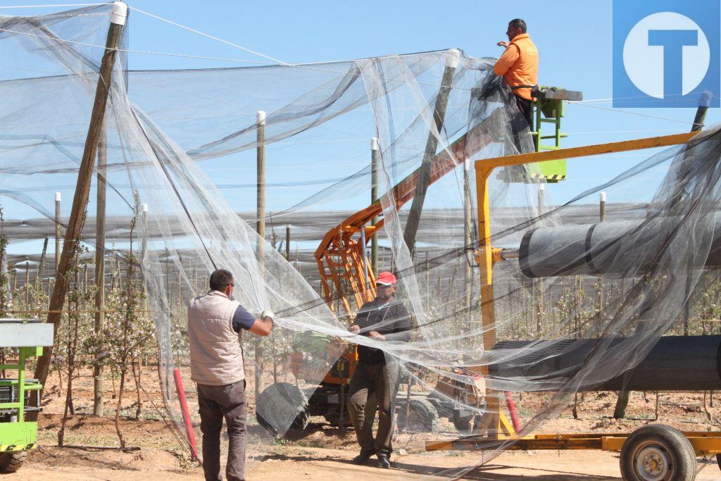 Espax duplicará hasta las 200 hectáreas la plantación de manzanos en Villarquemado