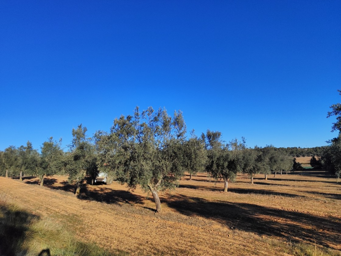 La producción total de aceite aumenta  un 11 % sobre las previsiones iniciales