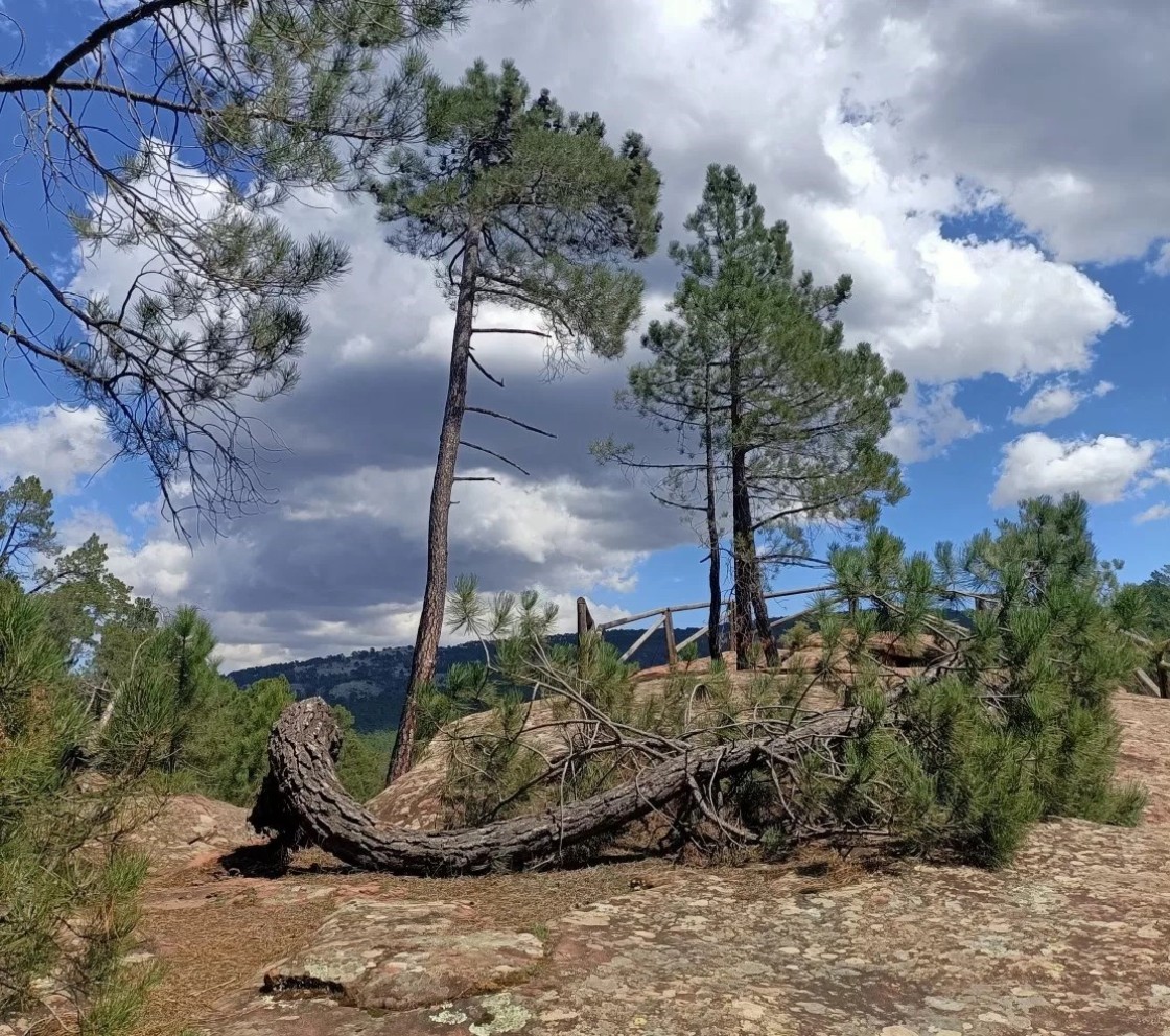 Los Pinares de Rodeno, objeto de estudio de dos finalistas del premio Aula Natural 2024