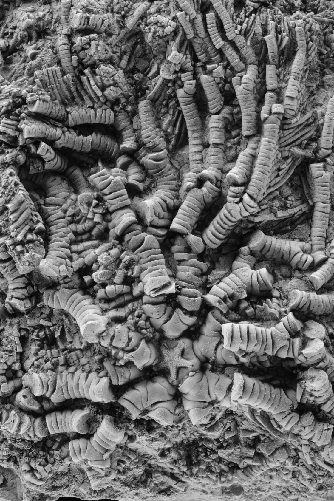 Fósiles excepcionales descubiertos en Teruel informan del viaje mar adentro de los crinoideos en busca de entornos más seguros