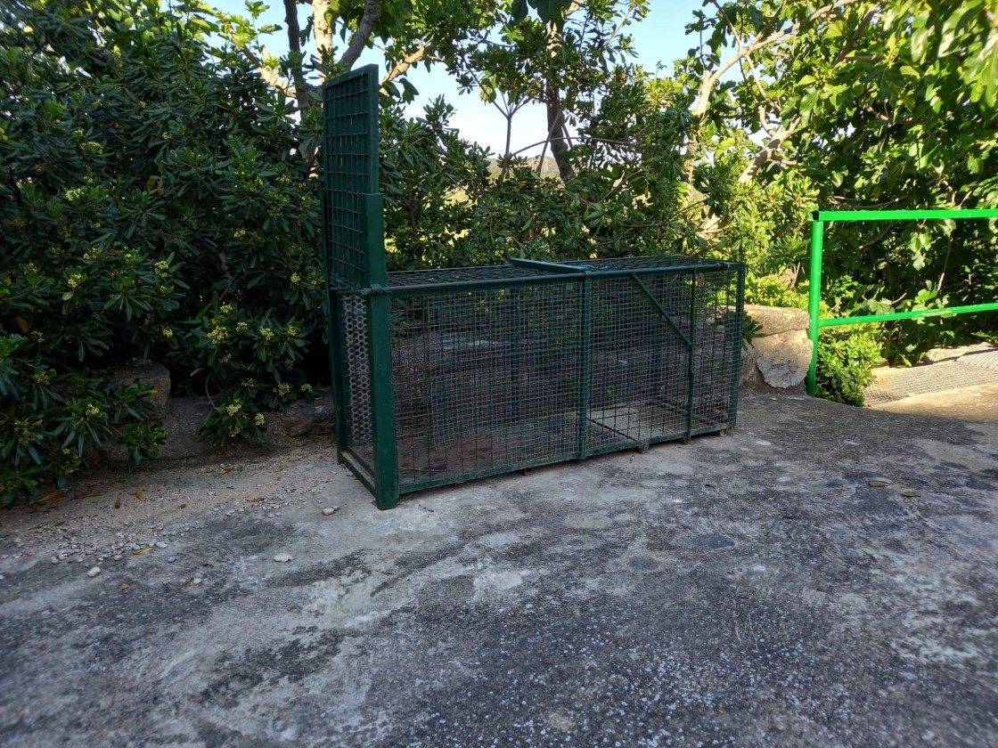 Torre del Compte comienza a capturar gatos para esterilizarlos y reducir la colonia local