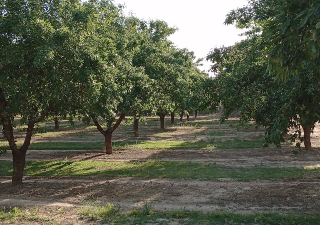 Estiman que la próxima cosecha de almendra en Aragón crecerá casi un 7%