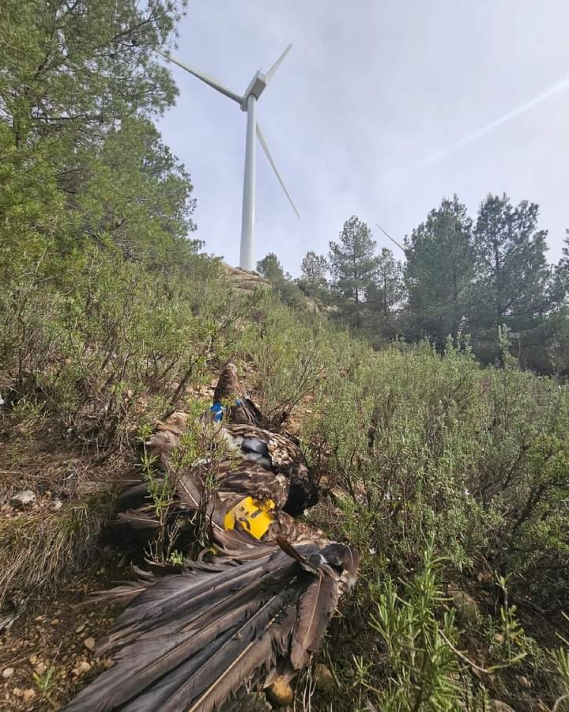 Un quebrantahuesos muere golpeado por un aerogenerador en Luco de Bordón