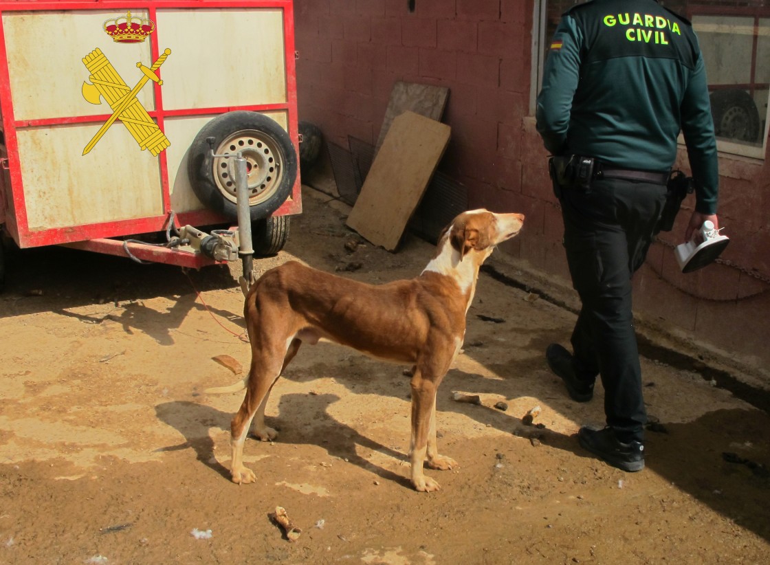 Condenado a ocho meses de cárcel un cazador de Teruel por matar a tiros a tres perros