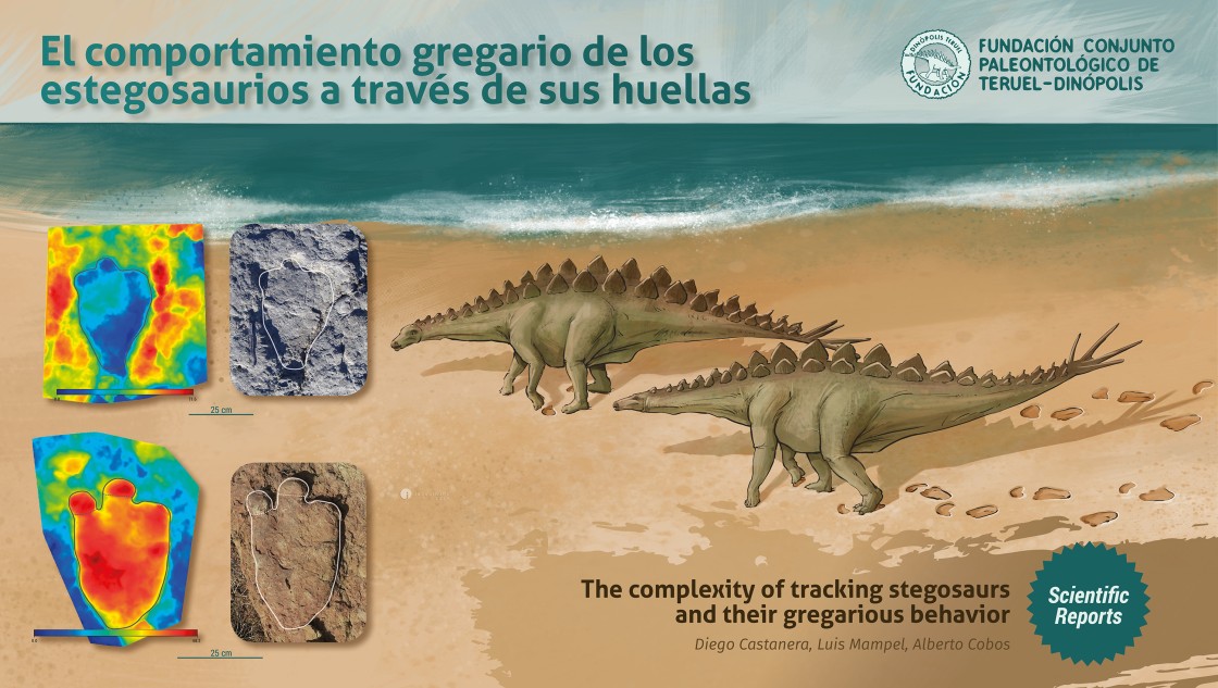 El estudio de las huellas de dos yacimientos de Teruel únicos en el mundo determina que los dinosaurios estegosaurios se desplazaban en manadas