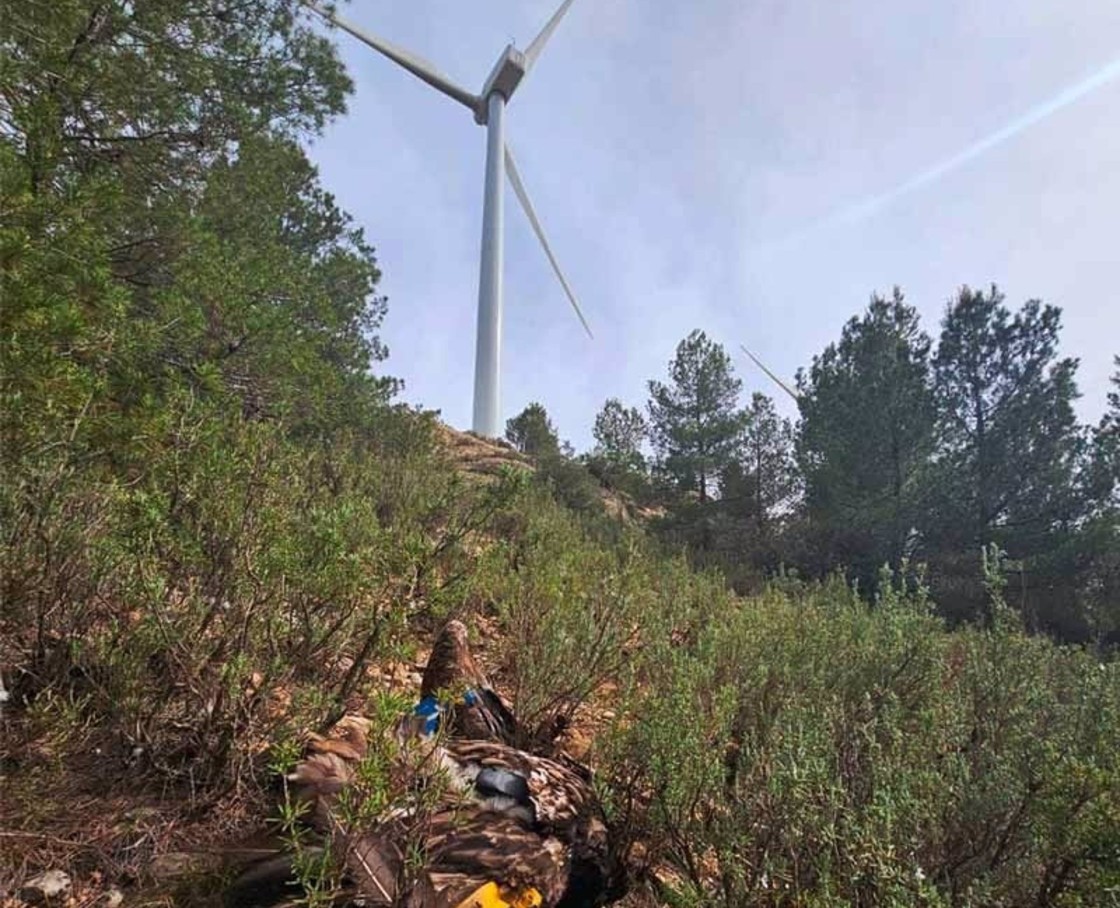 Jorge Pueyo pregunta al Gobierno de España por la muerte de un quebrantahuesos por un aerogenerador en el Maestrazgo