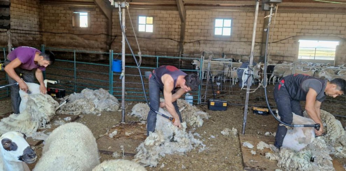 El Gobierno de Aragón recogerá gratuitamente la lana de ovino a los ganaderos que lo soliciten