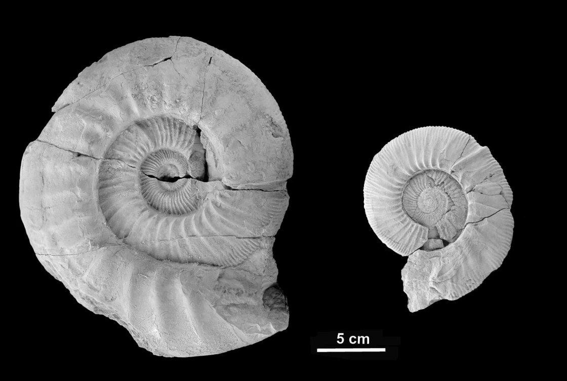 Una investigación documenta una nueva especie de fósil: el ‘Olorizia calandensis’