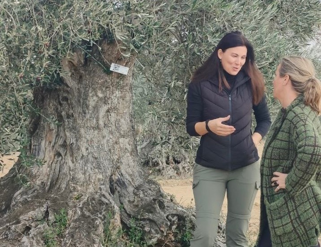 Apadrinaunolivo.org descubre y recupera una variedad única de olivos con más de 600 años