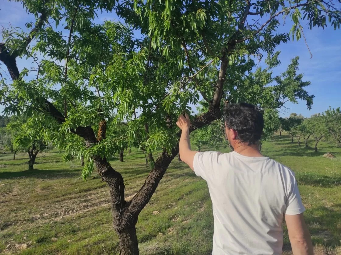 COAG, preocupada por  la cotización de la almendra al inicio de la campaña