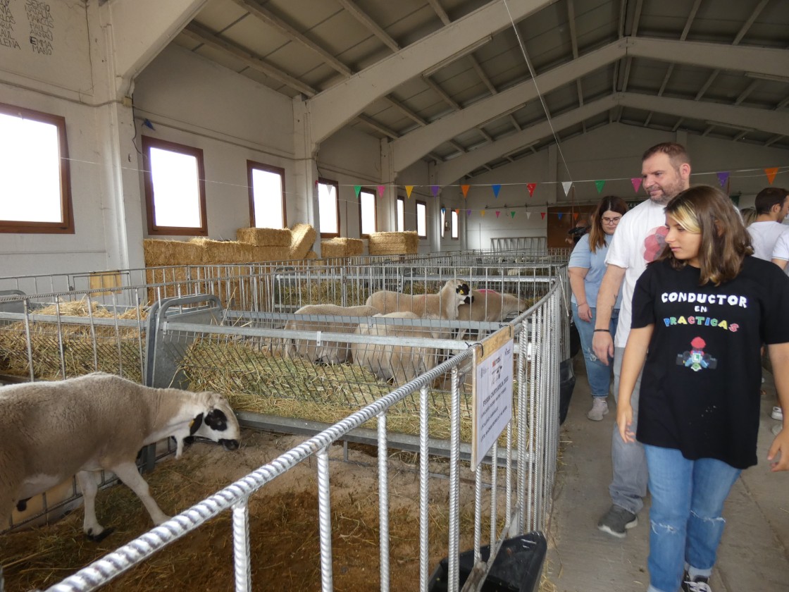 Cantavieja será el epicentro del sector ganadero con su 114 Feria