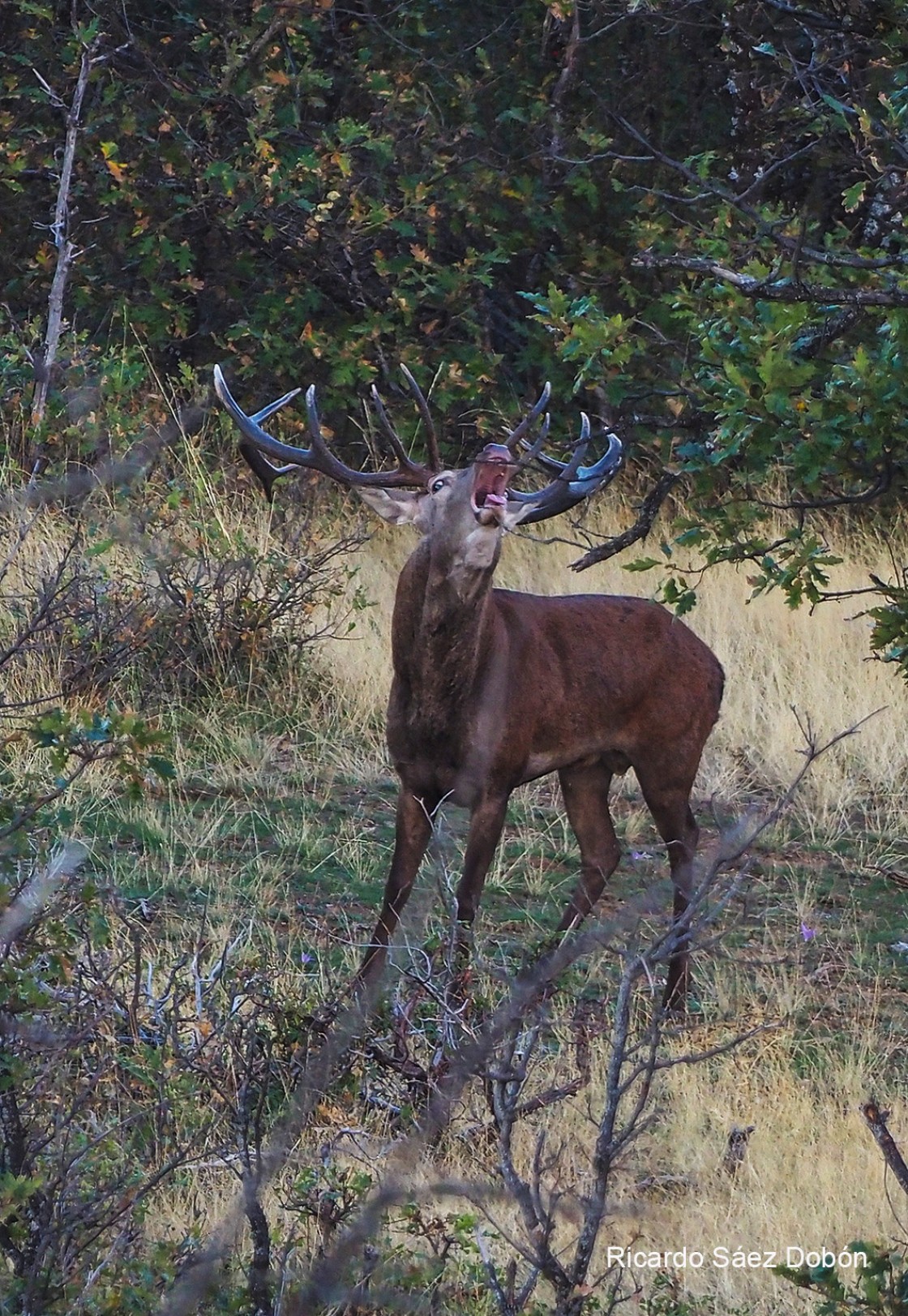 Vuelve la berrea a la Sierra de Albarracín