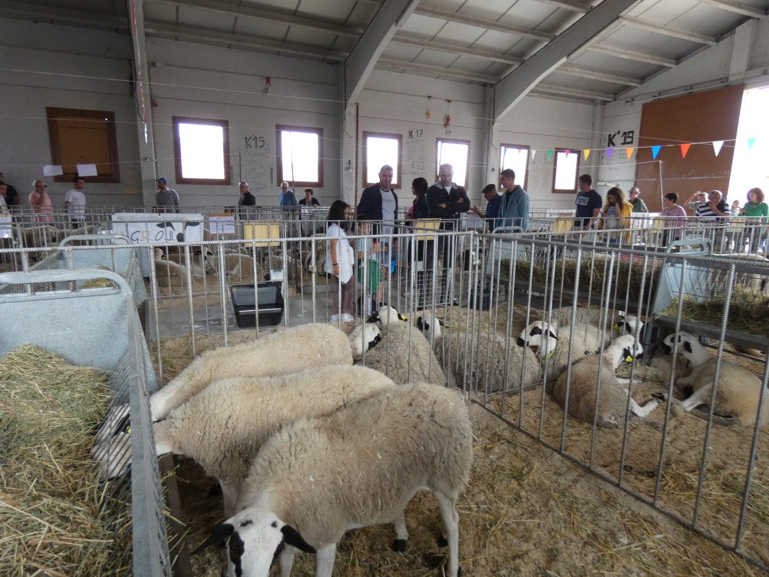 La Feria Ganadera de Cantavieja tendrá casi 350 animales para exposición y subasta