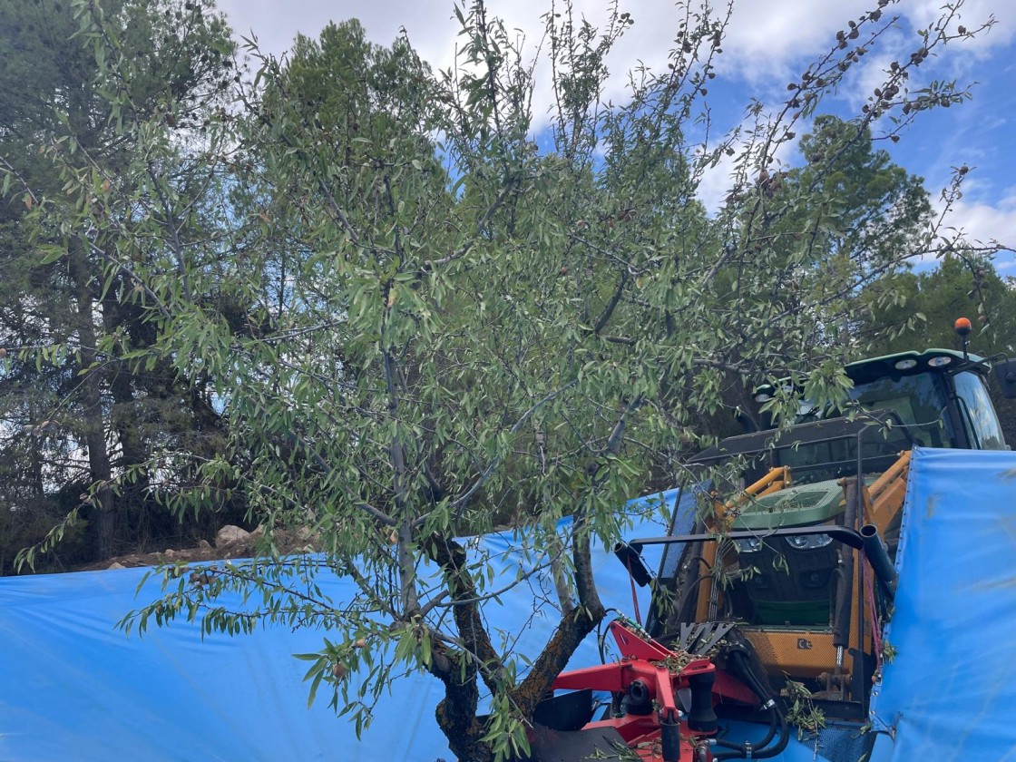 La sequía arruina un 15 por ciento de  los almendros de secano en el Bajo Aragón